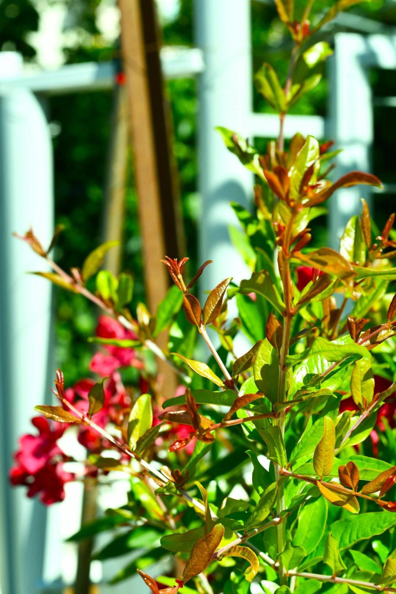 Garden Rooms 希马拉 外观 照片