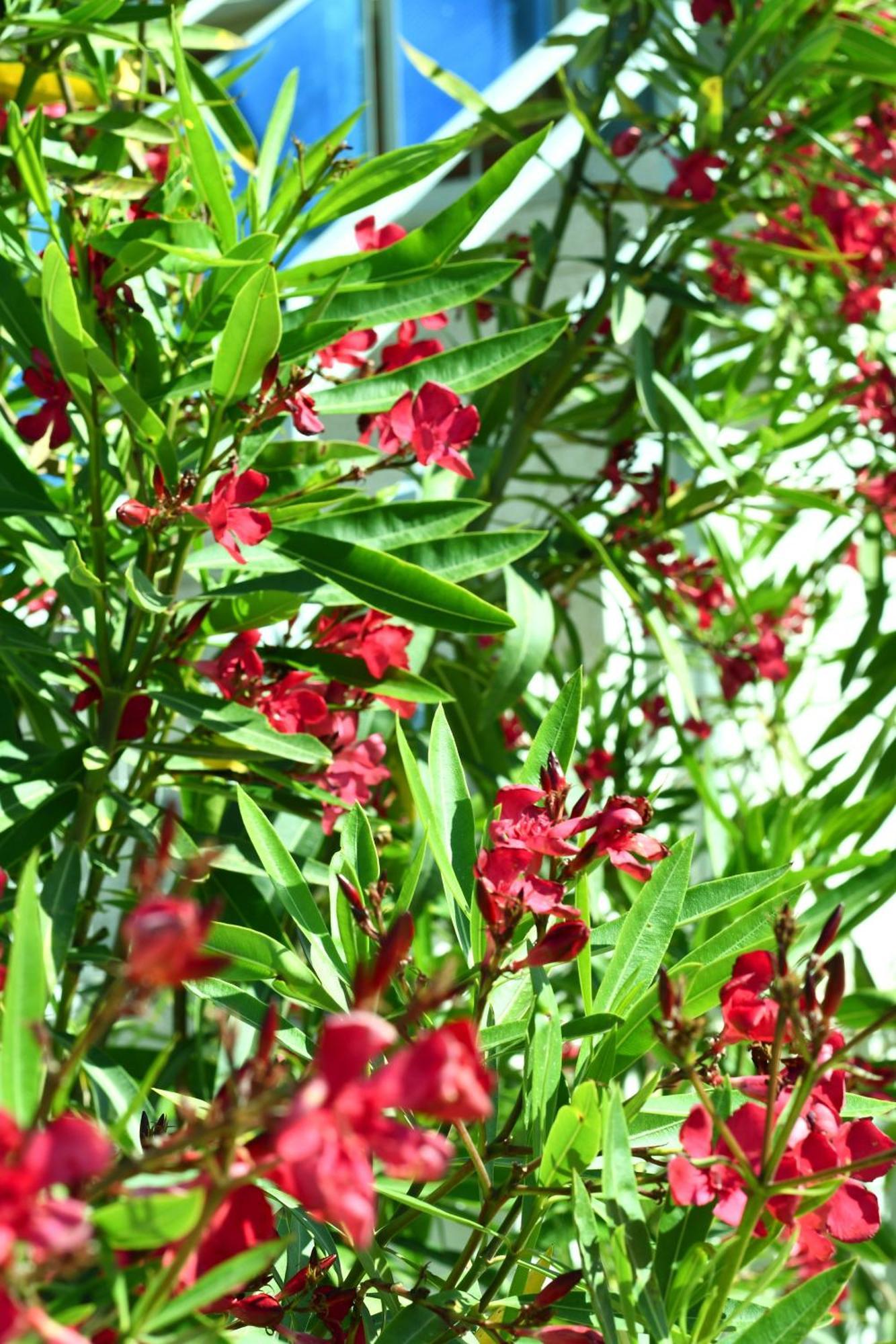 Garden Rooms 希马拉 外观 照片